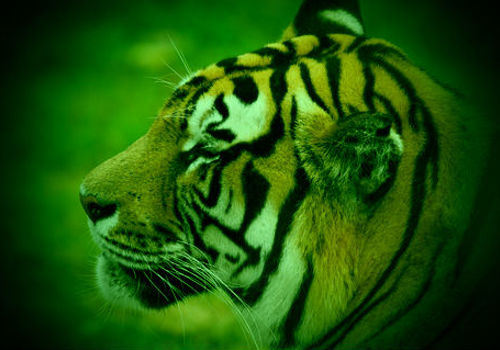 TigerGreen.jpg