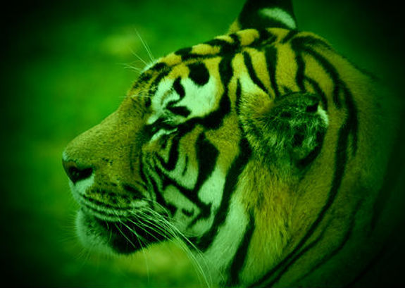 TigerGreen.jpg