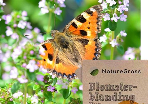Blomsterblanding-froe.jpg.jpg